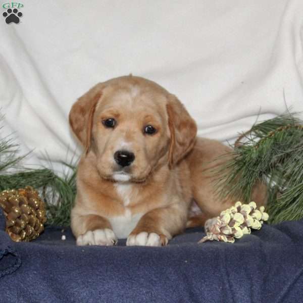 Blitzen, Labrador Mix Puppy